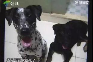 冬季宠物爆料视频大全集,宠物爆料视频大全集精彩回顾  第2张